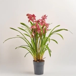 Зображення товару Цимбідіум мікс 3ст., артикул: 34763