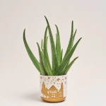 Зображення товару Алоє та Кашпо Новорічне Сет 517, артикул: 54602