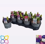 Зображення товару Гіацинт мікс, артикул: 57144