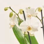 Зображення товару Фаленопсис Мф 2ст. в кер, артикул: 38133