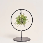 Зображення товару Тілландсія Куб-Рінг мікс, артикул: 52608