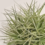 Зображення товару Тілландсія Супер Сільвер XXL, артикул: 53758