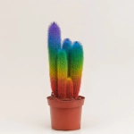 Зображення товару Кактус Рейнбов "Zuil" Спешл, артикул: 52850