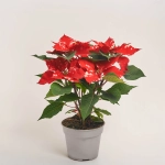 Зображення товару Пуансетія Фентезі Стар, артикул: 54303