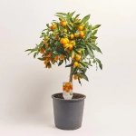 Зображення товару Цитрофортунелла Маргаріта, артикул: 24574