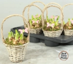 Зображення товару Нарцис Тет-а-Тет у плет. корзині, артикул: 56435