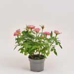 Зображення товару Троянда Кордана Фейм, артикул: 39486