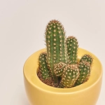 Зображення товару Кактус мікс в кер., артикул: 33834