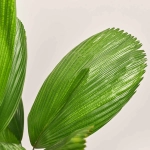 Зображення товару Лікуала, артикул: 52618