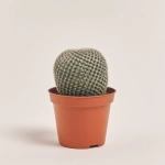 Зображення товару Кактус Бол мікс, артикул: 55000