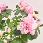 Зображення товару Азалія мікс штам., артикул: 25148