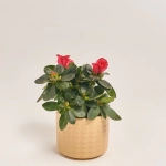 Зображення товару Азалія мікс в кер., артикул: 53419