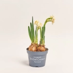 Зображення товару Нарцис Брайдал Краун, артикул: 35955