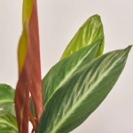 Зображення товару Калатея мікс, артикул: 54573