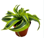 Зображення товару Драцена Лемон Лайм, артикул: 55192