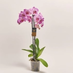 Зображення товару Фаленопсис 2ст. мікс, артикул: 19290