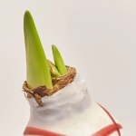 Зображення товару Амариліс мікс у воску, артикул: 54828