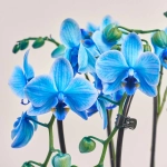 Зображення товару Фаленопсис фарб. каскад 2ст. мікс, артикул: 53484