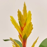 Зображення товару Врієзія мікс в кер., артикул: 33386