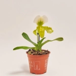 Зображення товару Пафіопеділум Америка, артикул: 32517