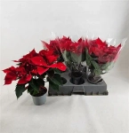 Зображення товару Пуансетія червона, артикул: 52755