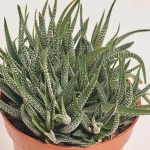 Зображення товару Сукулент мікс, артикул: 2084