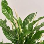 Зображення товару Спатифіллум Світ Куріоза, артикул: 37487