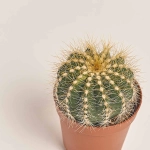 Зображення товару Нотокактус, артикул: 35771