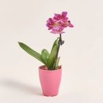 Зображення товару Фаленопсис міні 1ст. рожевий, артикул: 55895