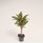 Зображення товару Кордиліна Фрутикоза Парпл, артикул: 52076