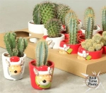 Зображення товару Кактус "Новорічний мікс" в кер., артикул: 53597