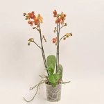 Зображення товару Фаленопсис мультифлора 2ст. мікс, артикул: 19270