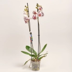 Зображення товару Фаленопсис 2ст. мікс, артикул: 19290