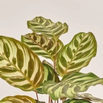 Зображення товару Калатея мікс, артикул: 18458