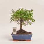Зображення товару Бонсай в кер., артикул: 25670