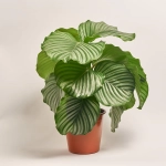 Зображення товару Калатея мікс, артикул: 21494