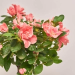 Зображення товару Азалія мікс штам., артикул: 33004