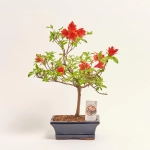 Зображення товару Бонсай в кер., артикул: 17924