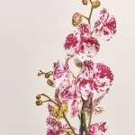 Зображення товару Фаленопсис 2ст. мікс, артикул: 18519