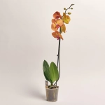 Зображення товару Фаленопсис 1ст. мікс, артикул: 18850