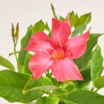 Зображення товару Мандевілла Ріо Корал Пінк, артикул: 56552