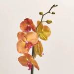 Зображення товару Фаленопсис 1ст. мікс, артикул: 18850