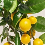 Зображення товару Цитрофортунелла та Кашпо Сет 511, артикул: 53344