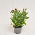 Зображення товару Троянда мікс, артикул: 52804