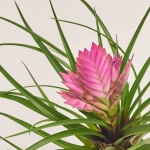 Зображення товару Тілландсія Жозе в кер., артикул: 54791