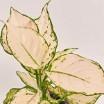 Зображення товару Аглаонема Супер Вайт в кер., артикул: 55609