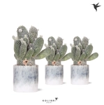 Зображення товару Опунція "Скай" в кер., артикул: 41752