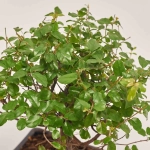 Зображення товару Бонсай в кер., артикул: 25670