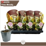 Зображення товару Півонія Суфрутикоза жовта, артикул: 57023