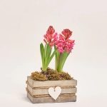 Зображення товару Гіацинт мікс у дерев. кашпо, артикул: 56038